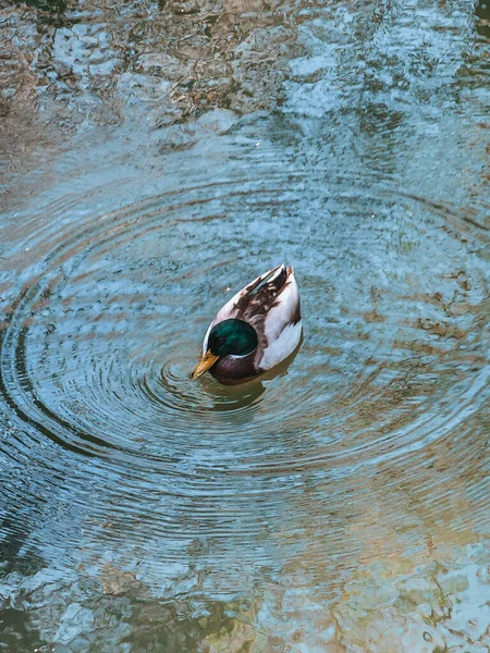 Ördek Gölette Yüzüyor — Stok fotoğraf