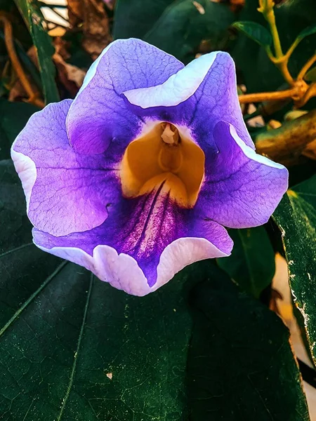 Közel Egy Kék Virág Kertben — Stock Fotó
