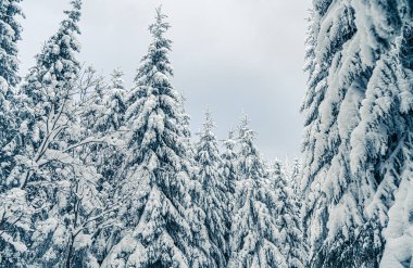 Buz gibi kış manzarasıyla kaplı uzun ladin ağaçları. Karlı ormanda gökyüzü manzarası. Noel arkaplanı köknar ağacı, alt görünüm
