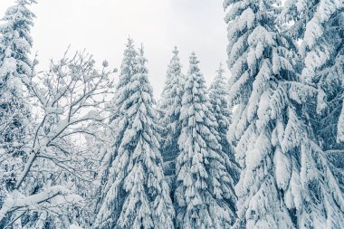 Donmuş dağ manzarasında güzel karlı köknar ağaçları. Noel arka planında ormandaki karla kaplı uzun ladin ağaçları var. Alp kayak merkezi. Kış tebrik kartı. Mutlu yıllar.