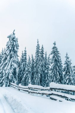 Donmuş dağ manzarasında güzel karlı köknar ağaçları. Noel arka planında ormandaki karla kaplı uzun ladin ağaçları var. Alp kayak merkezi. Kış tebrik kartı. Mutlu yıllar.