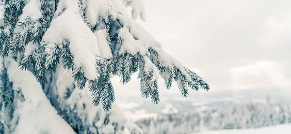 Χριστουγεννιάτικο Φόντο Έλατα Κλαδιά Καλύπτονται Χιόνι Χειμερινές Διακοπές Όμορφα Χιονισμένα — Φωτογραφία Αρχείου