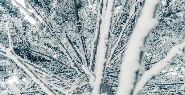 高大的云杉被冰雪覆盖在寒冷的冬季景观中 白雪覆盖的森林中的天空 有冷杉树的圣诞背景 — 图库照片
