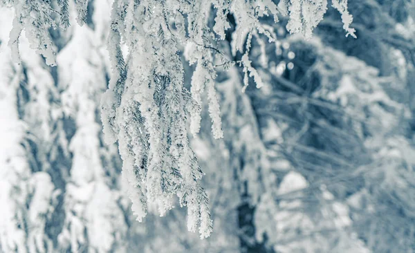 圣诞节背景 冷杉枝头覆盖着雪 多雪的美丽云杉 在冰冻的山水中 背景模糊 新年快乐卡 — 图库照片
