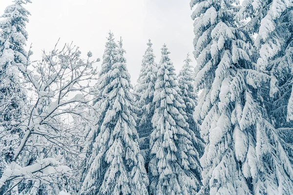 Beaux Sapins Neigeux Dans Paysage Montagnes Gelées Fond Noël Avec — Photo