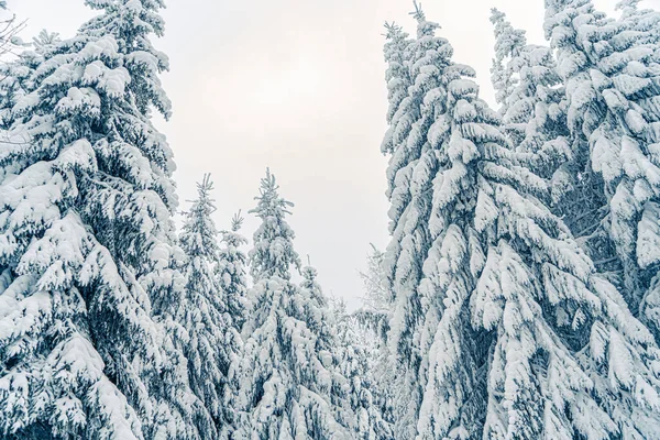 Prachtige Besneeuwde Dennenbomen Bevroren Berglandschap Kerst Achtergrond Met Hoge Sparren — Stockfoto