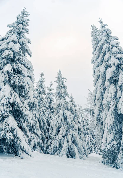 Vackra Snöiga Granar Frusna Fjälllandskap Jul Bakgrund Med Höga Granar — Stockfoto