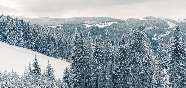 Hermosos Abetos Nevados Paisaje Montañas Congeladas Fondo Navideño Con Abetos — Foto de Stock