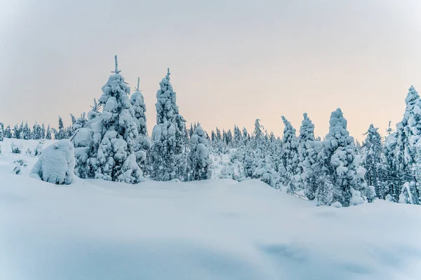 Gün batımında donmuş dağlarda güzel karlı köknar ağaçları. Noel arkaplanı karla kaplı uzun ladin ağaçlarıyla dolu. Alp kayak merkezi. Kış tebrik kartı. Mutlu yıllar.