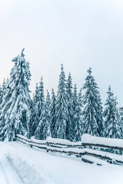 Красивые Снежные Ели Замерзших Горах Пейзажа Рождественский Фон Высокими Елками — стоковое фото