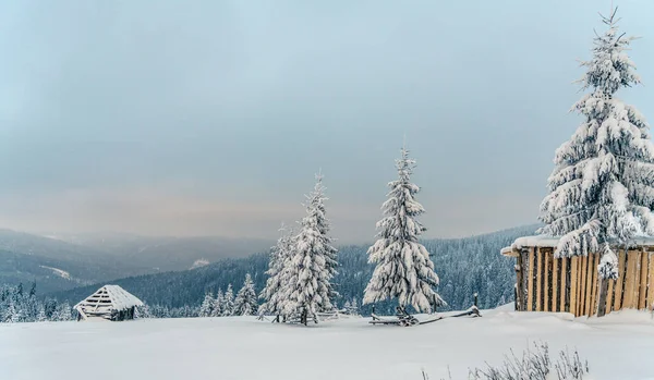Гарні Сніжні Ялинки Замерзлих Гірських Ландшафтах Заході Сонця Різдвяний Фон — стокове фото