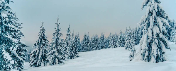 美丽的雪松 在结冰的山水中 夕阳西下 圣诞节的背景是被雪覆盖的高大的云杉树 高山滑雪胜地 冬季贺卡 新年快乐 — 图库照片