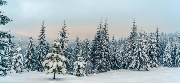 美丽的雪松 在结冰的山水中 夕阳西下 圣诞节的背景是被雪覆盖的高大的云杉树 高山滑雪胜地 冬季贺卡 新年快乐 — 图库照片