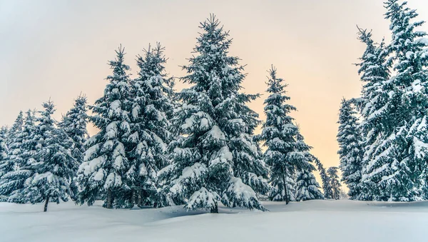 Όμορφα Χιονισμένα Έλατα Παγωμένο Ορεινό Τοπίο Στο Ηλιοβασίλεμα Χριστουγεννιάτικο Φόντο — Φωτογραφία Αρχείου