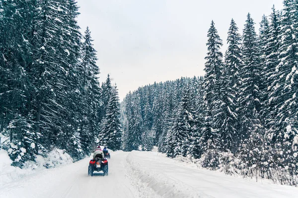 Rider driving in the quad bike race in winter in beautiful snowy road with fir trees in frozen mountains forest. Winter holiday