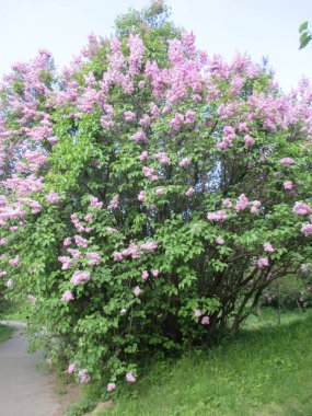 Bahçedeki güzel pembe çiçek.