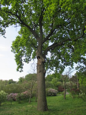 Parktaki ağaç, ağaçların arka planı..