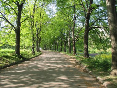 Yeşil parktaki patika, bahar
