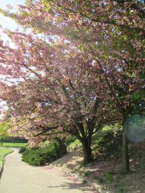 Sakura çiçeği, ağaç çiçeği.