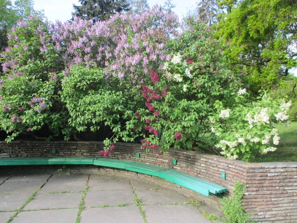 Bellissimo Paesaggio Giardino Con Fiori Fiore Alberi Piante Verdi — Foto Stock