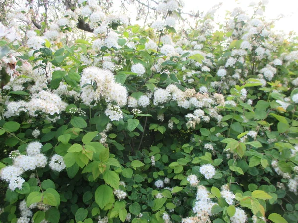 Bílý Květ Zahradě — Stock fotografie