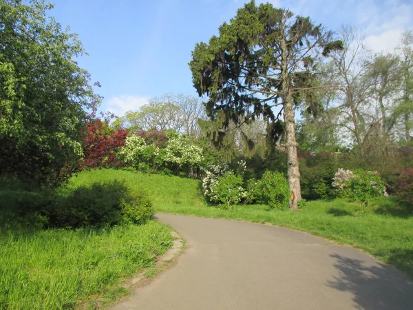 Grüner Park Landschaft Mit Bäumen Wald Und Ein Schöner Sonniger — Stockfoto