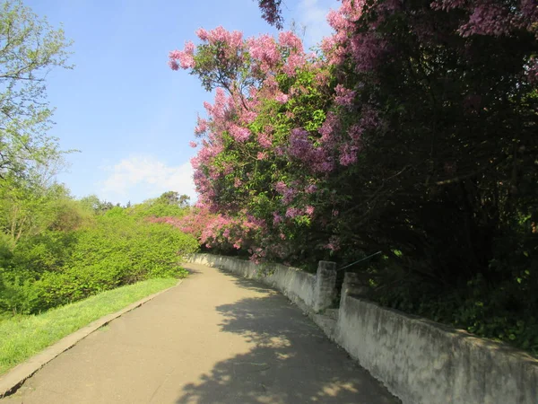 玫瑰城公园的美丽景色 — 图库照片
