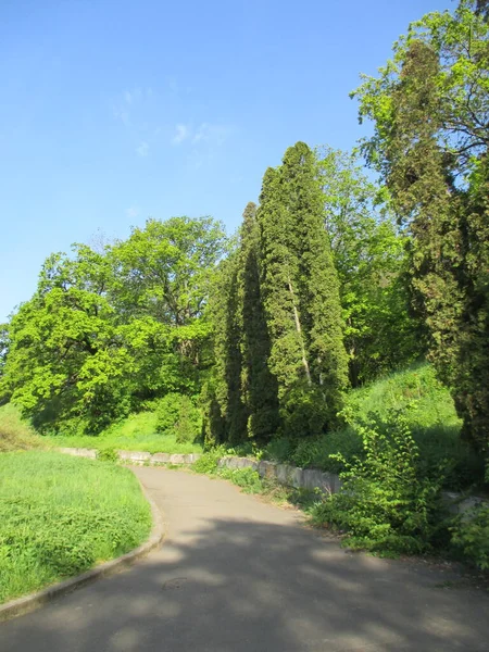 Green Trees Path — Stock Photo, Image