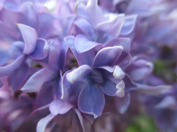 Purpurowe Kwiaty Tło Słoneczny Dzień — Zdjęcie stockowe