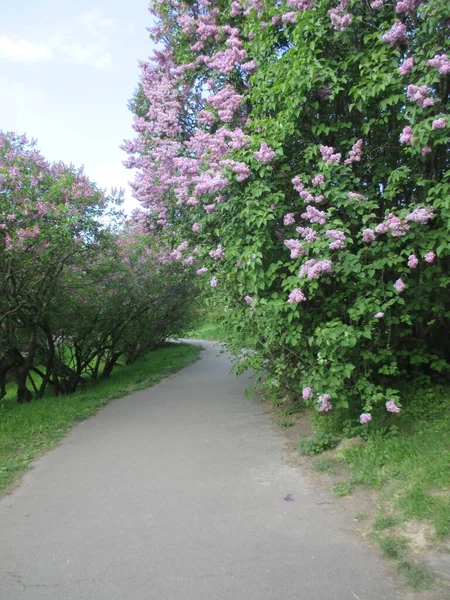 stock image beautiful view of nature park