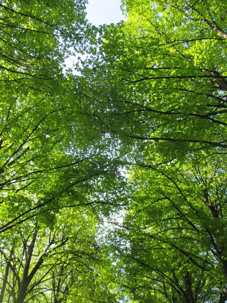 Schönen Grünen Wald Mit Sonnenstrahlen Hintergrund Sommerkonzept — Stockfoto