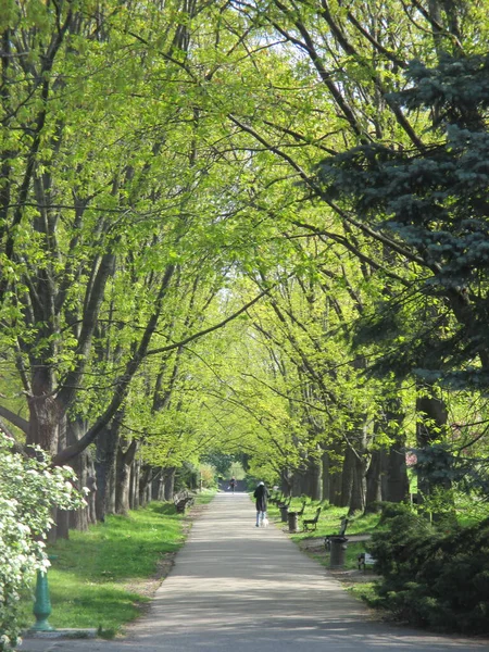 Паркова Алея Весняний Час Деревами Фон — стокове фото
