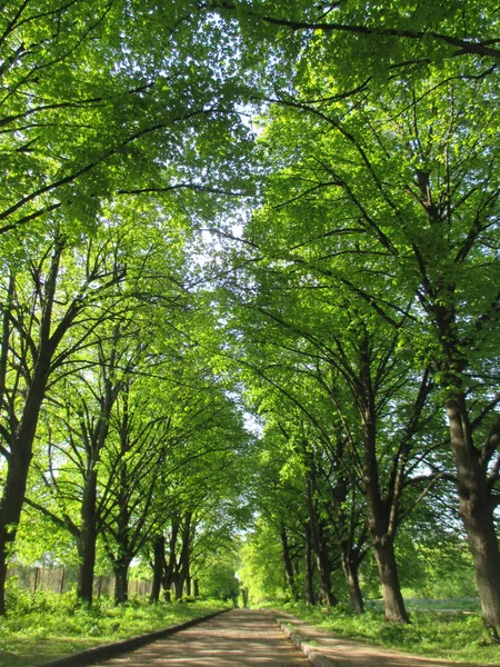 Bela Árvore Verde Com Folhas — Fotografia de Stock