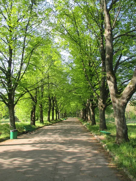 Caminho Parque Mola Com Árvores Grama Verde — Fotografia de Stock