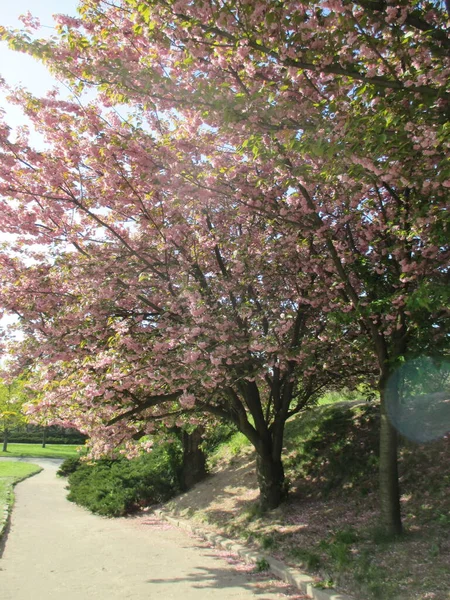 Sakura çiçeği, ağaç çiçeği.