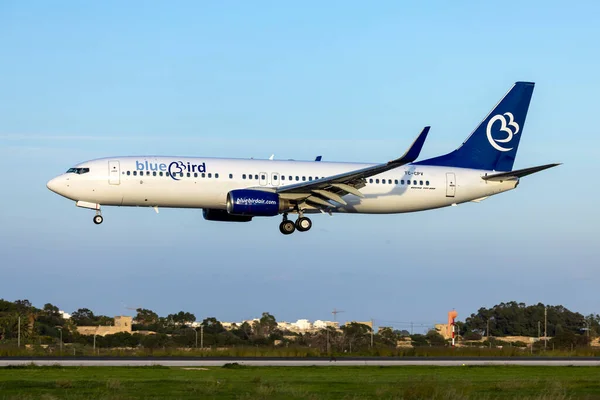 Luqa, Malta - 28 Kasım 2022: Bluebird Airways Boeing 737-86J (REG: TC-CPV) Pegasus Livery 'den yeniden boyandıktan hemen sonra görüldü. 