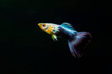 Guppies in blue and black tails, and shiny yellow upper body clipart
