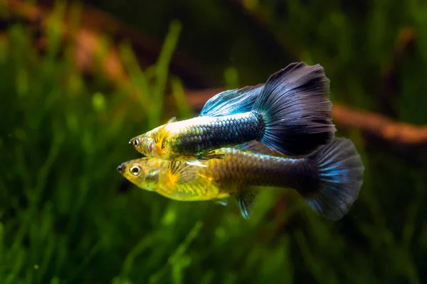 青と黒の尾の中のグッピー 光沢のある黄色の上半身 — ストック写真
