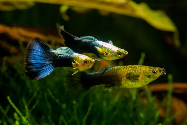 青と黒の尾の中のグッピー 光沢のある黄色の上半身 — ストック写真
