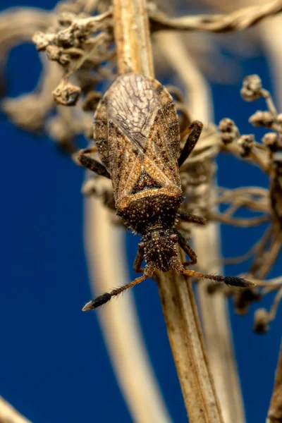 Bug Marrom Camuflado Caule Morto — Fotografia de Stock
