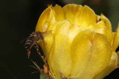Arı dikenli armut çiçeğine konmak üzere.