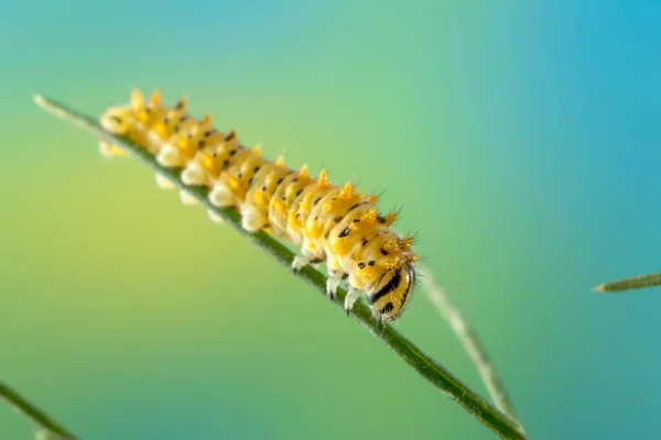 Caterpillar Papilio Machaon Ssp Melitensis Några Dagar Efter Kläckningen Lång — Stockfoto