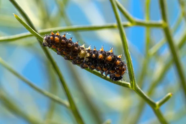 Caterpillar Papilio Machaon Ssp Melitensis Några Dagar Efter Kläckningen Lång — Stockfoto