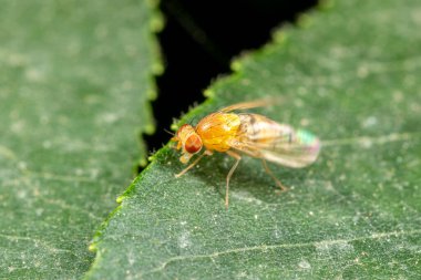 Sarı meyve yaprakta uçar