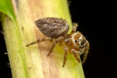 Örümcek bir yemek arıyor.