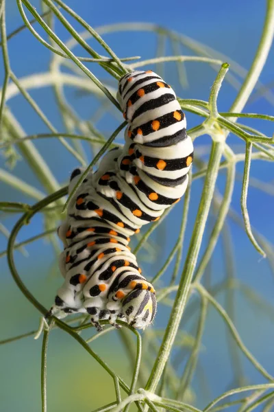 종류의스 발로우 나비의 애벌레가 — 스톡 사진