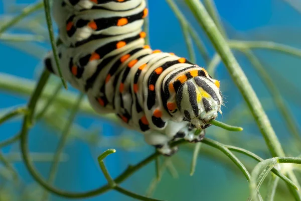Гусеница Мальтийского Сорта Ласточкохвостая Бабочка Поедающая Листья Фенхеля Питающаяся Фенхелем — стоковое фото
