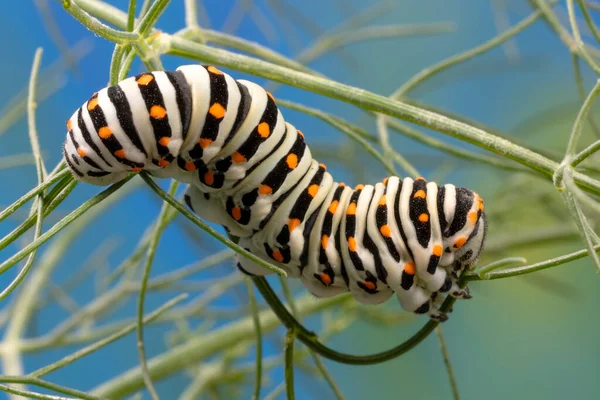 Rups Van Maltese Variëteit Swallowtail Butterfly Eten Venkelbladeren Die Zich — Stockfoto