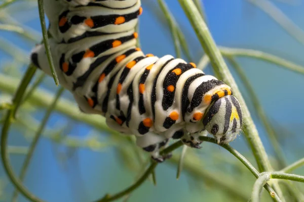 종류의스 발로우 나비의 애벌레가 — 스톡 사진