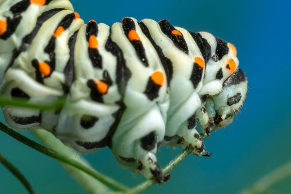 Gąsienica Maltańskiej Odmiany Swallowtail Motyl Jedzący Liście Kopru Włoskiego Żyjącego — Zdjęcie stockowe